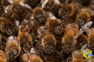 Численность пчелиной семьи. Сильная семья насчитывает до 40 000 пчел во время главного взятка. 300 - 400 пчел умирают каждый день. Таким образом семья полностью обновляется за 4 месяца. Есть два вида пчел - летняя летная пчела, которая живет 5 - 6 недель. И зимняя пчела, которая идет в зимовку, живет 6 - 8 месяцев.