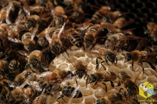Численность пчелиной семьи. Сильная семья насчитывает до 40 000 пчел во время главного взятка. 300 - 400 пчел умирают каждый день. Таким образом семья полностью обновляется за 4 месяца. Есть два вида пчел - летняя летная пчела, которая живет 5 - 6 недель. И зимняя пчела, которая идет в зимовку, живет 6 - 8 месяцев.