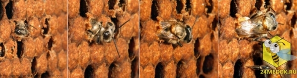 Используя свои мощные челюсти, это пчела только что прогрызла восковую крышечку, которая защищает будущую пчелу в процессе её превращения из личинки в куколку.