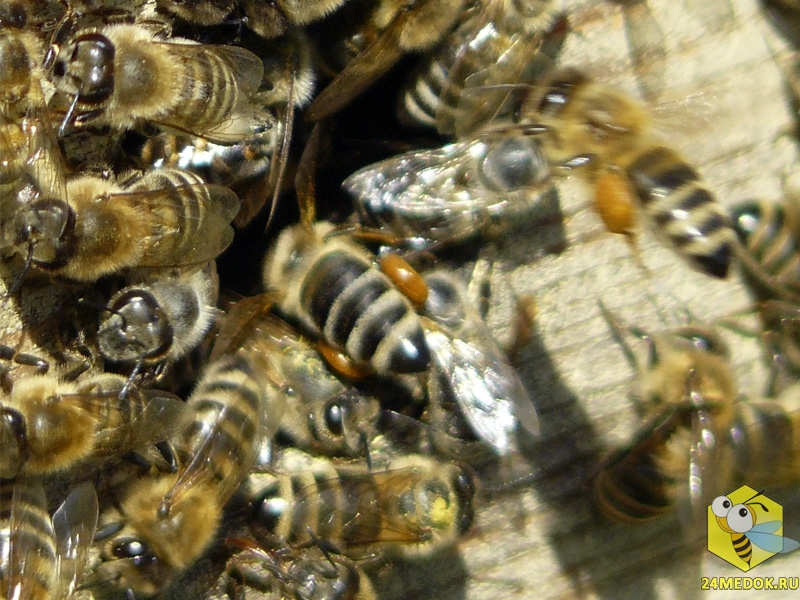 Пчела тащит прополис в улей