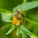 Пчела на череде поникшей