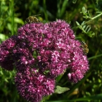 Пчелы Очитоке пурпурном