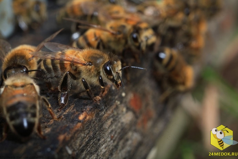 Пчелы-сторожи, готовы защищать вход в своё святилище от врагов, или, чаще, от пчел из других ульев. Пчела-сторож охраняет улей от 7 до 22 дней. Иногда пчела так и не меняет своих обязанностей до смерти.