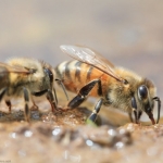 На берегах пруда, пчела собирает драгоценную жидкость - воду.