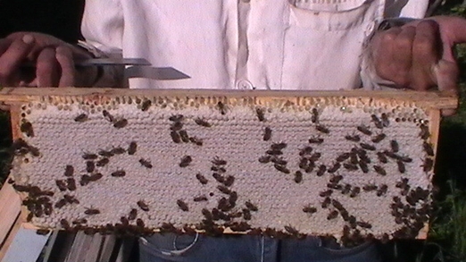 Работа среднерусских пчёл