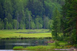 Разнотравные лесные луга в таёжной Сибири