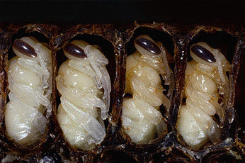 Деликатесные блюда из пчел и ос: хатиноко, дзибатиноко