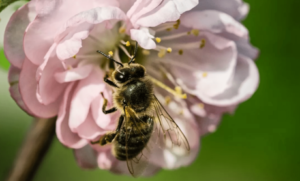 Пчела на цветке миндаля
