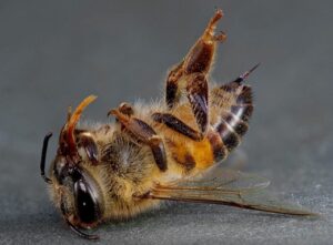 Погибшая пчела