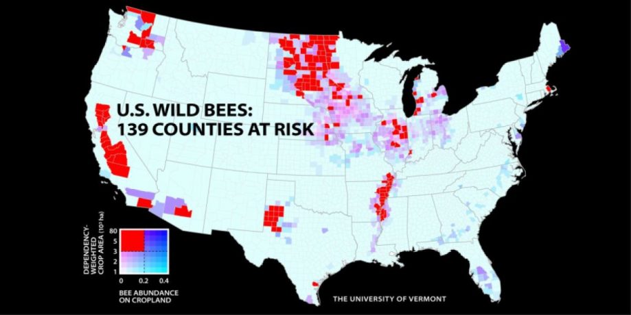 Пчелиная карта США