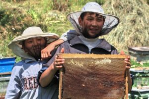 Киргизские пчеловоды