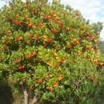 Земляничное дерево - Arbutus unedo