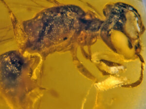 Найдена пчела возрастом 100 млн. лет