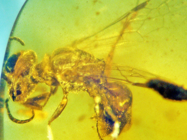 Пчела сохранила некоторые признаки ос, от которых, вероятно, произошла. Фото George Poinar Jr., OSU College of Science.