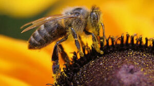 Австралийские ученые хотят найти куда пропадают пчелы