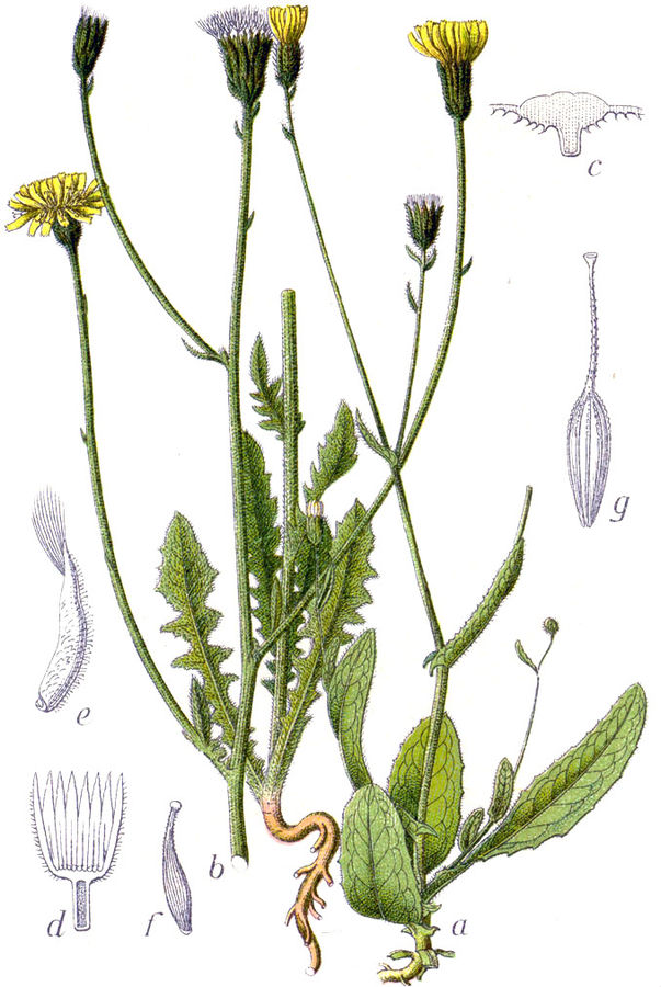 Crepis spp. Ботаническая иллюстрация Якоба Штурма из книги «Deutschlands Flora in Abbildungen», 1796