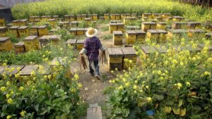 Пчеловодство в Китае