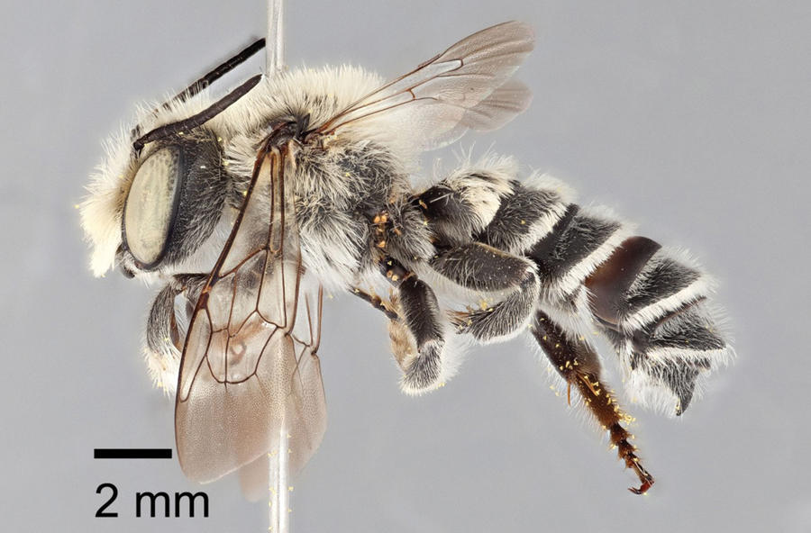 Megachile chomskyi