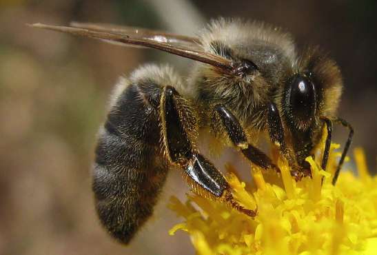 Среднерусская пчела это – выносливость, высокая продуктивность и зимостойкость.