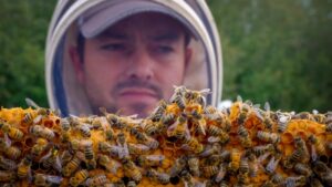 После длительной зимовки в Канаде погибло много пчёл