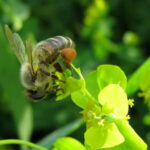 Пчела собирает пыльцу с молочая
