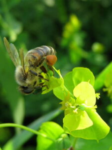 Пчела собирает пыльцу с молочая
