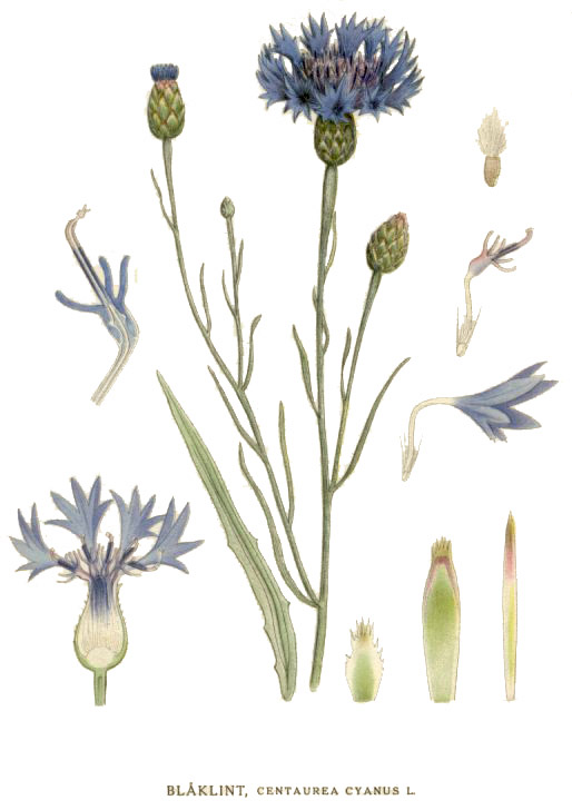 Василёк синий. Ботаническая иллюстрация из книги К. А. М. Линдмана «Bilder ur Nordens Flora», 1917—1926