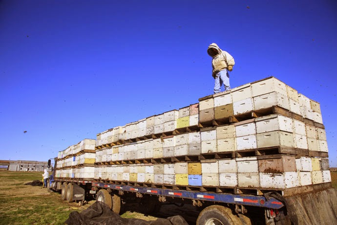 Кочевое промышленное пчеловодство в США