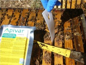 Apivar уничтожает 99% клещей варроа всего за одно применение