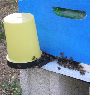 Подкормка пчел сиропами - одна из вероятных причин КПС