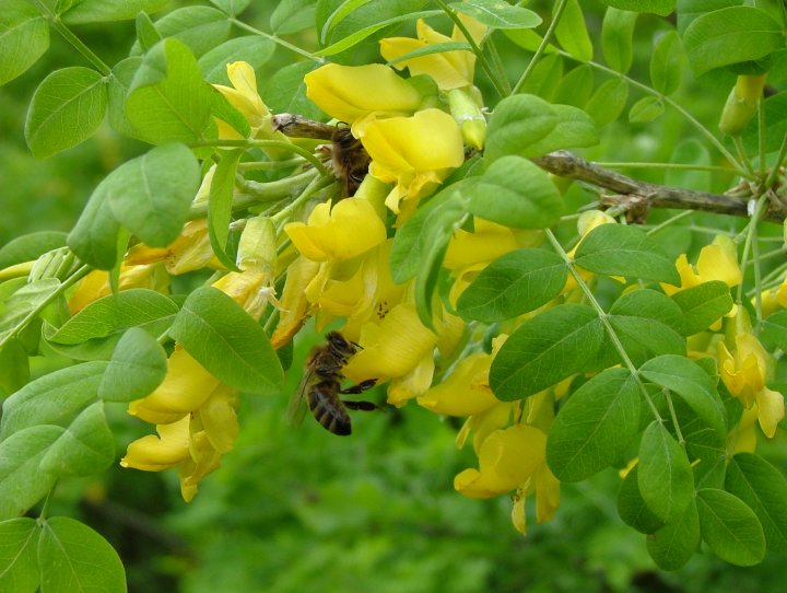 Пчела на желтой акации