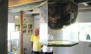 Пчелиный аквариум у себя дома