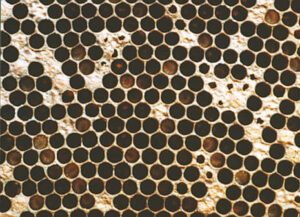 Лечение гнильцовых пчел молочной сывороткой