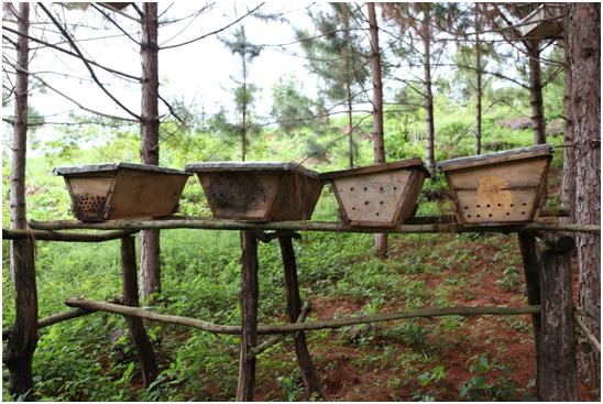 Фото 8. В условиях Уганды деревянные ульи оказываются крайне недолговечными