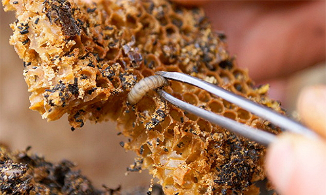 Восковая моль и курение - Сибирский мёд с предгорья Саян