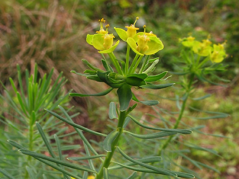 Молочай кипарисовый (Euphorbia cyparissias L. )