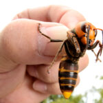 Шершень Vespa Mandarinia