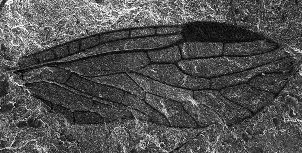 Прекрасно сохранившееся крылышко наносиалиды возрастом 260 млн. лет под сканирующим электронным микроскопом