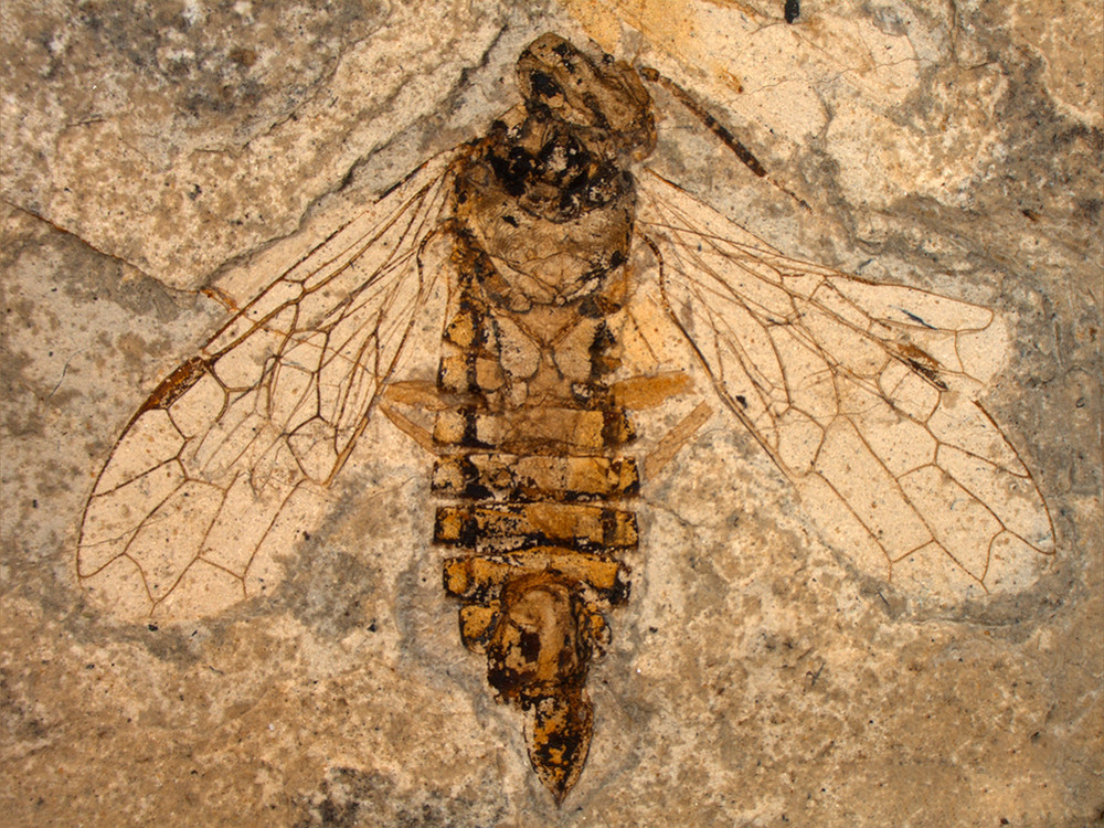 Ископаемая ксиелида – эти самые древние перепончатокрылые почти не изменились за 240 млн. лет