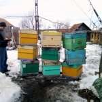 Выносим пчёл из омшаника