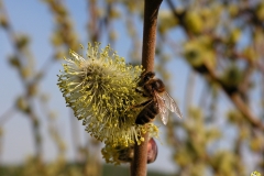 Пчела на цветке вербы 2