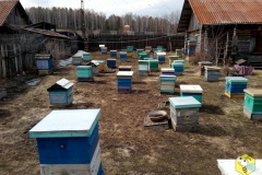 Конец апреля на пасеке в Сибири