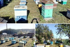 Пчелы стоят дома
