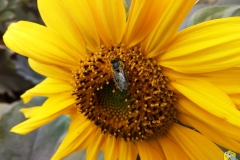 Пчелка на подсолнухе