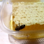 Пчелка сосёт мёд