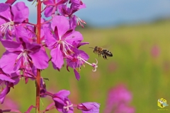 Пчела летит на цветок Иван-чая