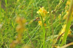При работе на льнянке пчелы измазывает спину в пыльце