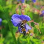 Пчелы не поделили цветок луговой герани