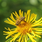 Пчела на цветке девясила иволистного