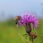 Пчела на цветке серпухи венценосной